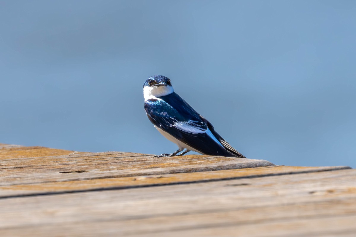 White-winged Swallow - ML619254822