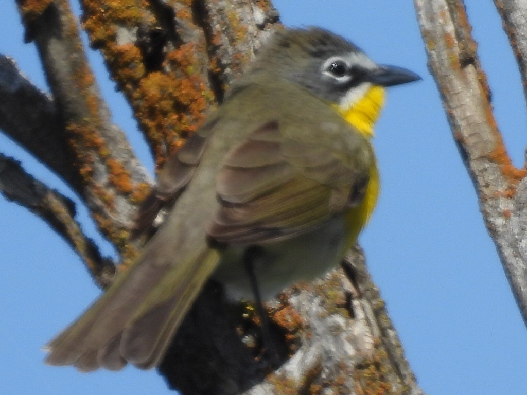 Yellow-breasted Chat - ML619254847