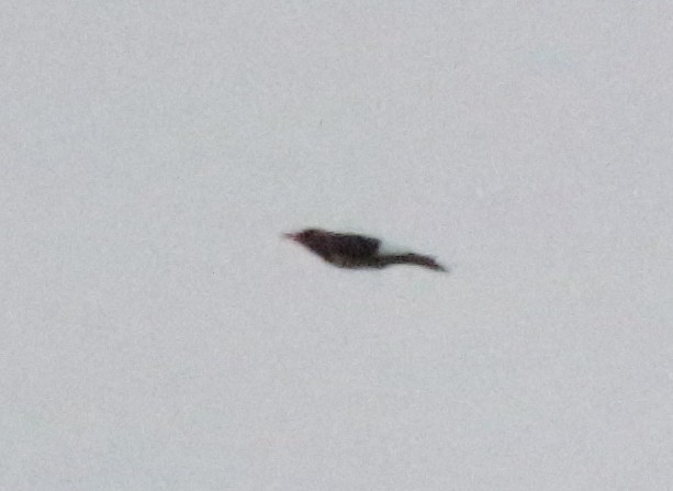 Red-headed Woodpecker - ML619254851