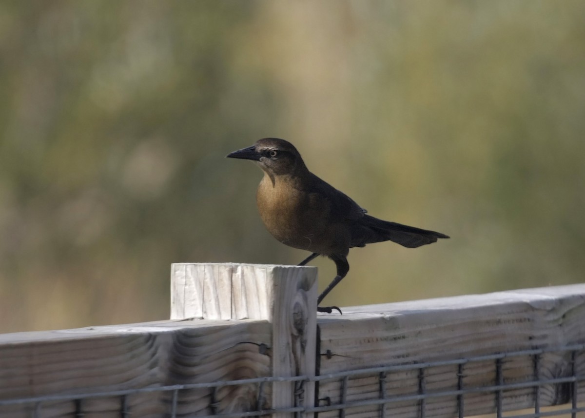 Great-tailed Grackle - ML619254854