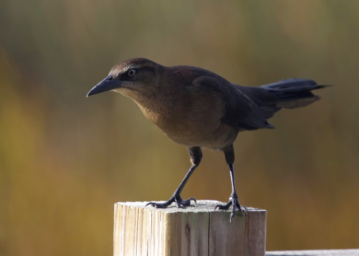 Great-tailed Grackle - ML619254858