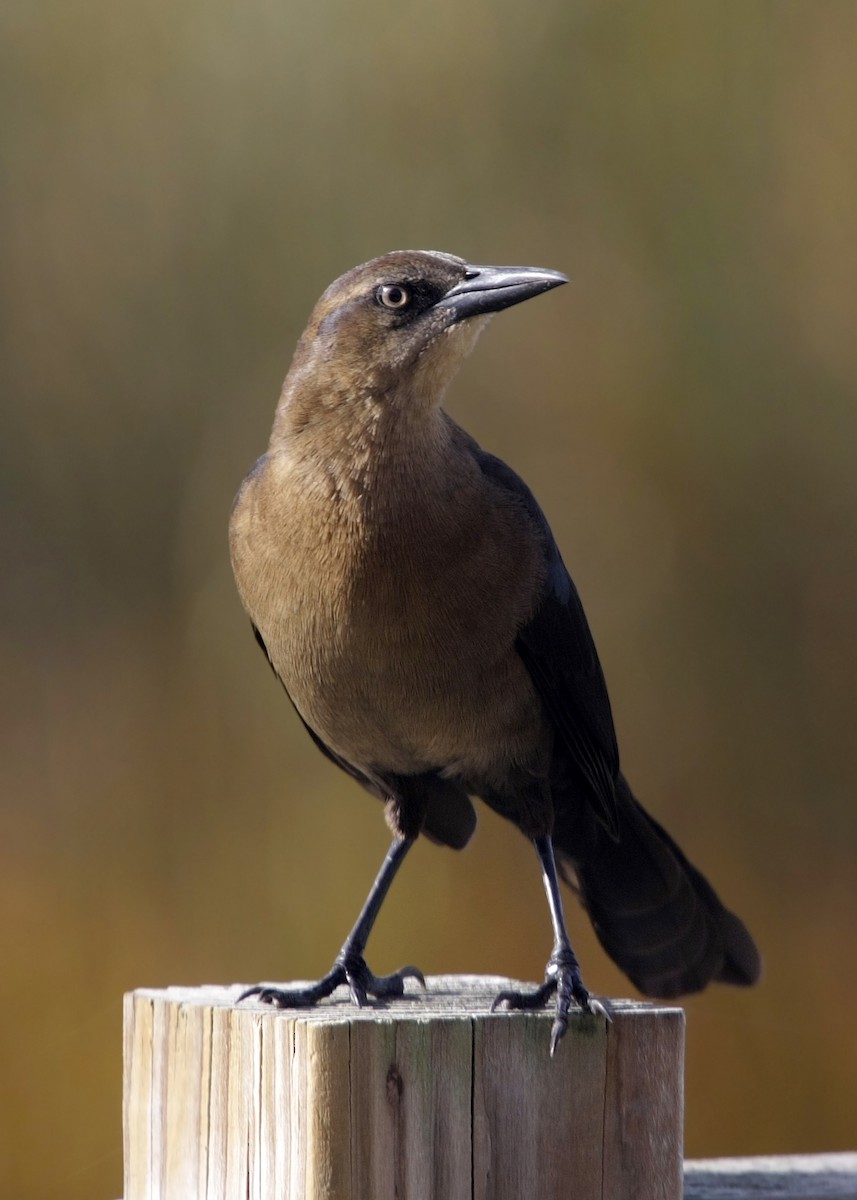 Great-tailed Grackle - ML619254863