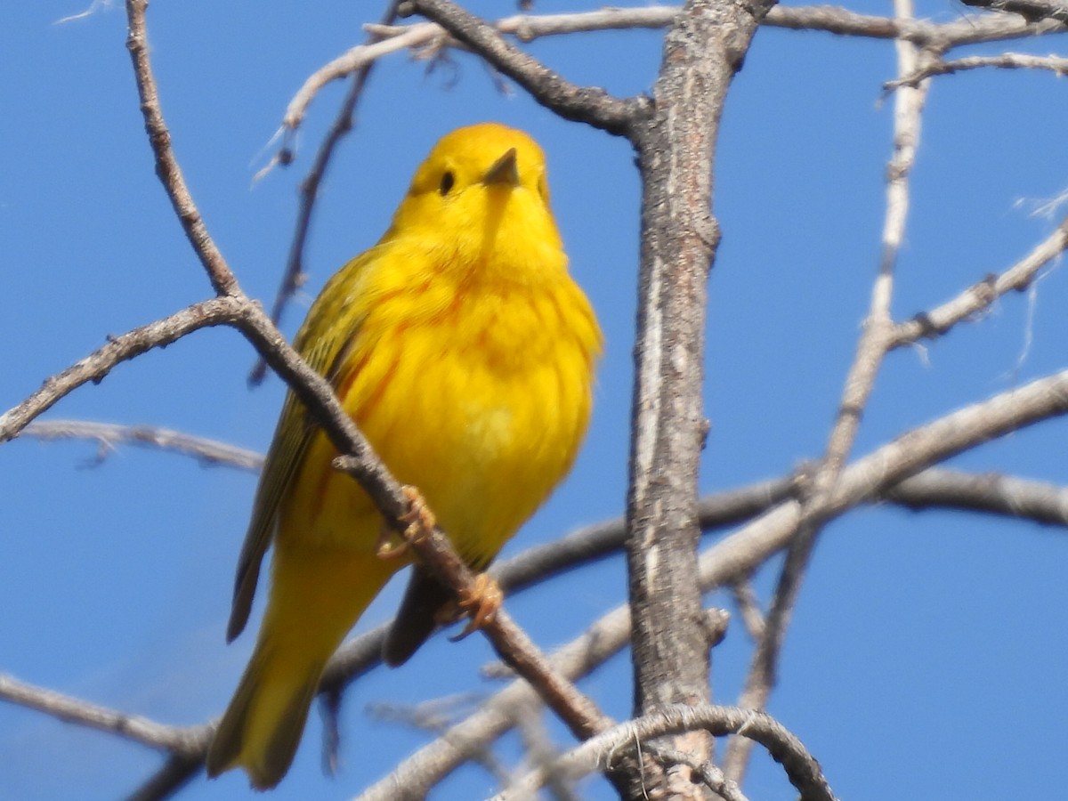 Yellow Warbler (Northern) - ML619254880
