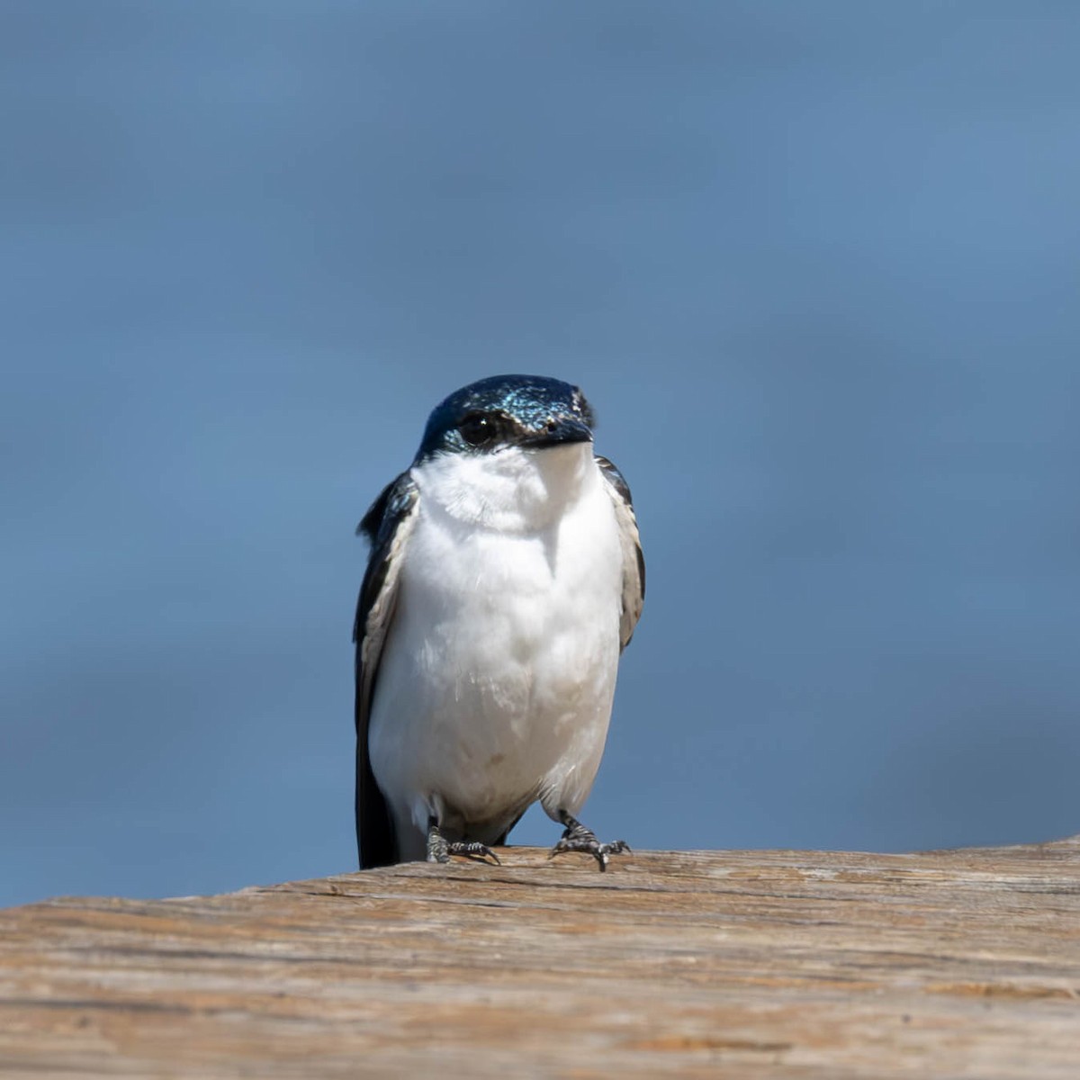 White-winged Swallow - ML619254889