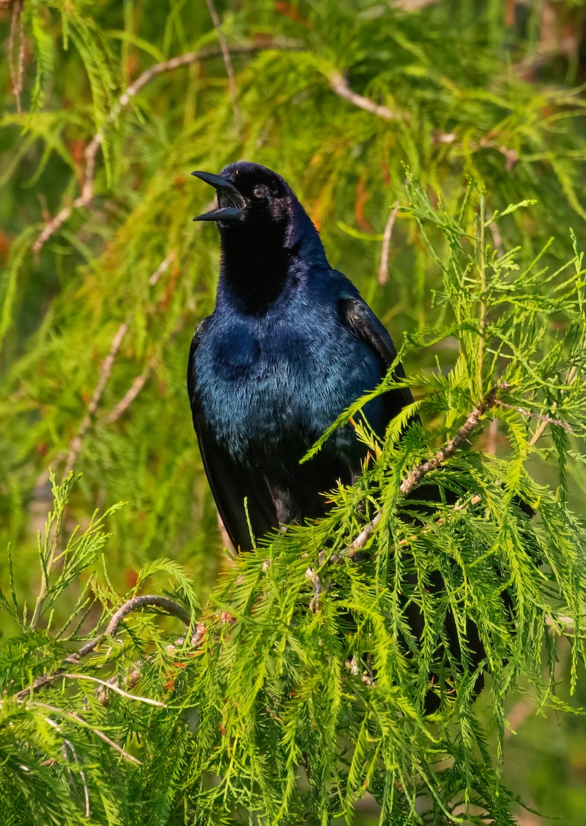 Boat-tailed Grackle - ML619254989