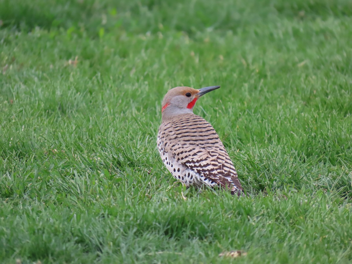 Northern Flicker (Red-shafted) - ML619254991