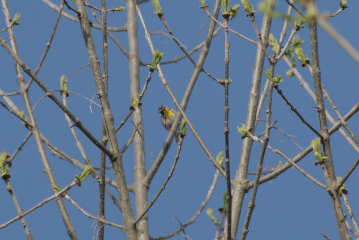 Yellow-throated Warbler - ML619255105