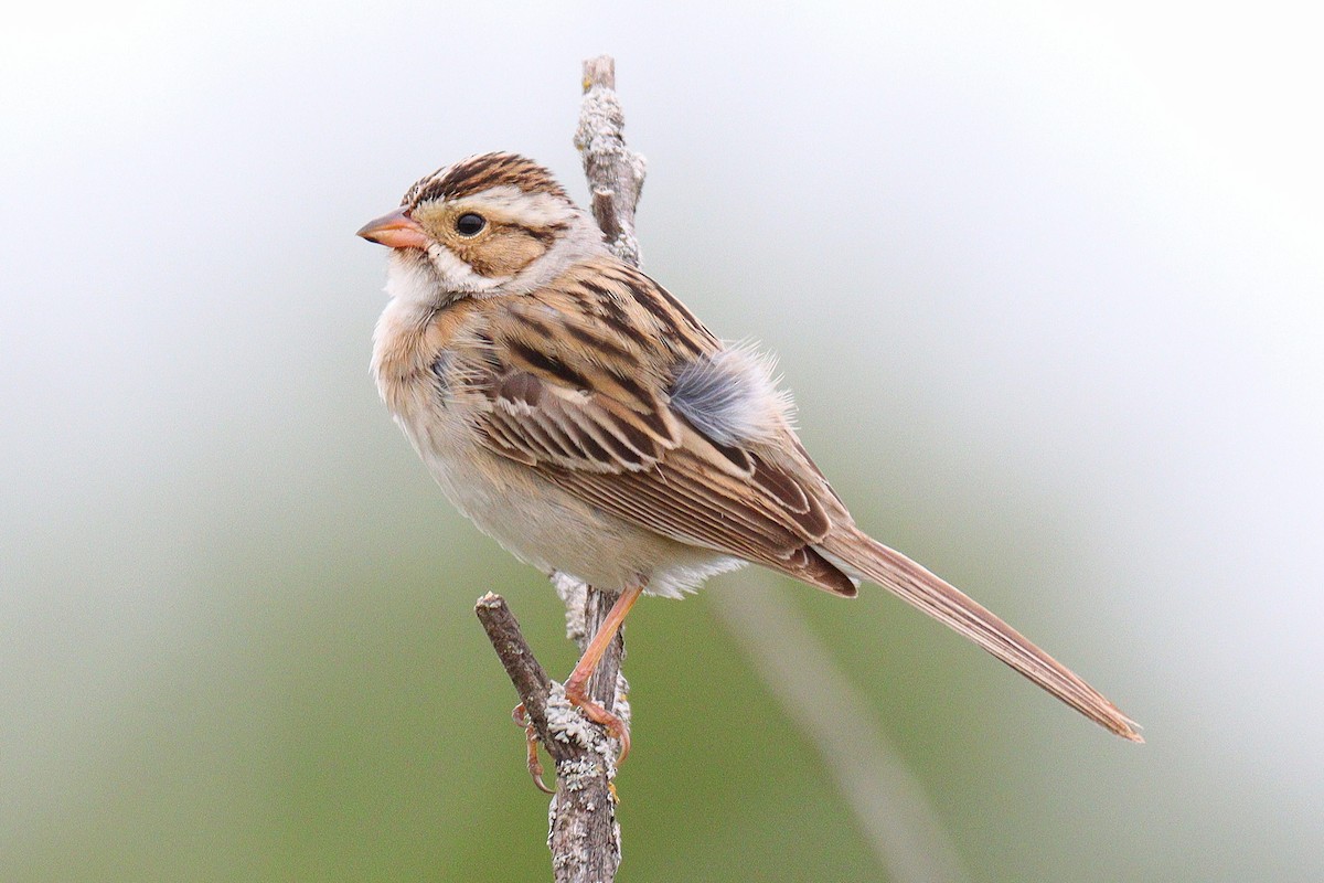 Clay-colored Sparrow - ML619255106