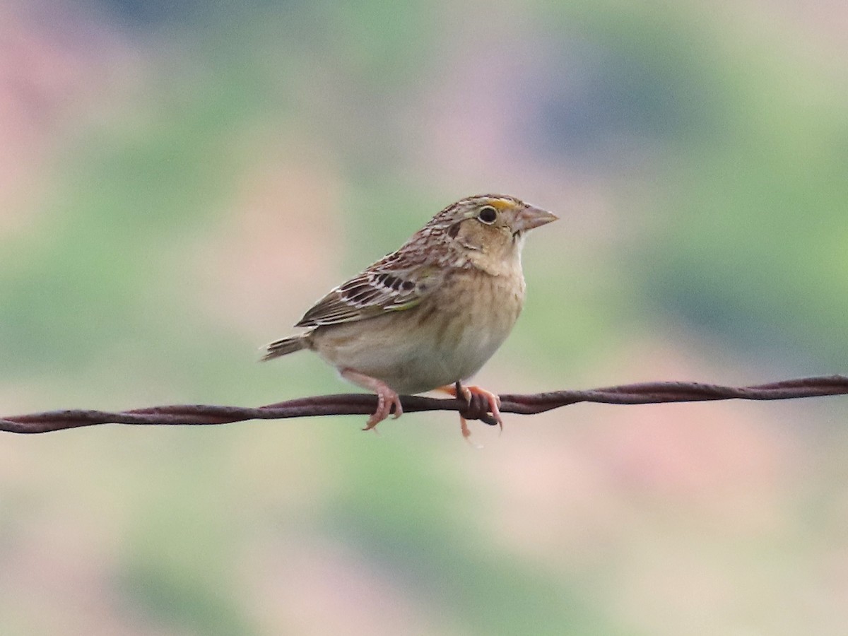 Grasshopper Sparrow - ML619255111