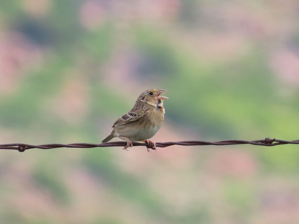 Grasshopper Sparrow - ML619255112