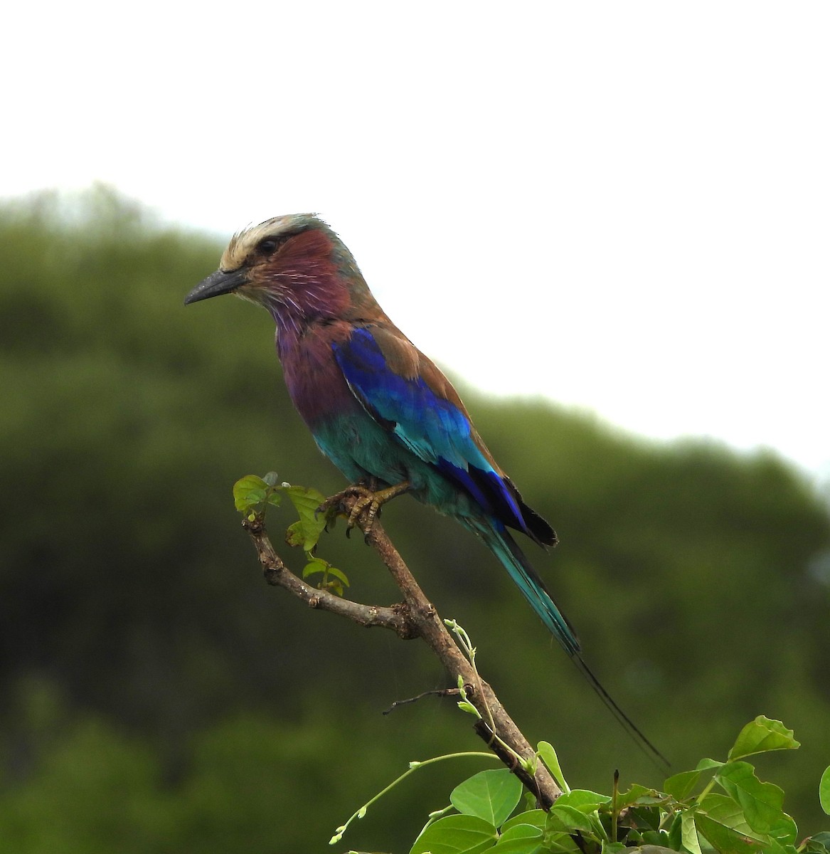 Lilac-breasted Roller - ML619255209