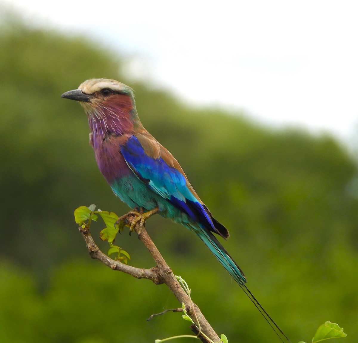 Lilac-breasted Roller - ML619255210
