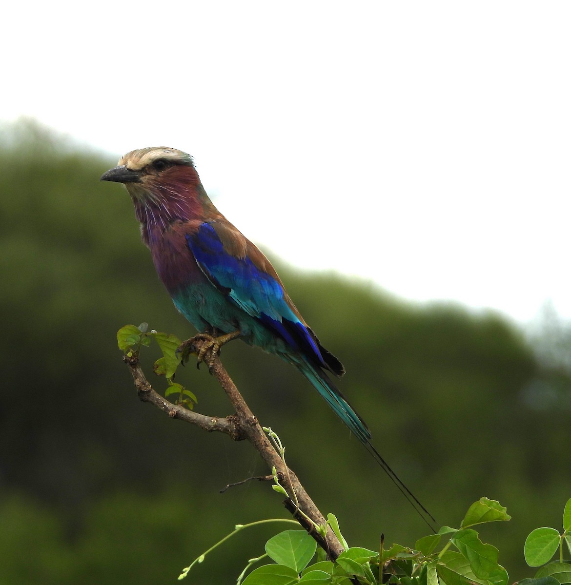 Lilac-breasted Roller - ML619255211