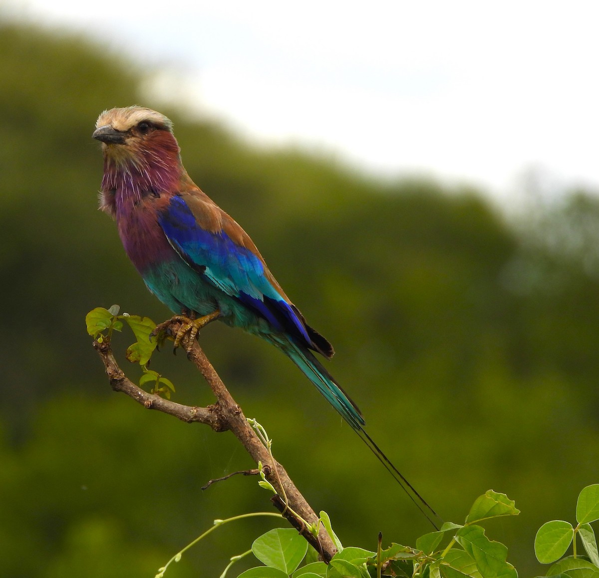 Lilac-breasted Roller - ML619255212