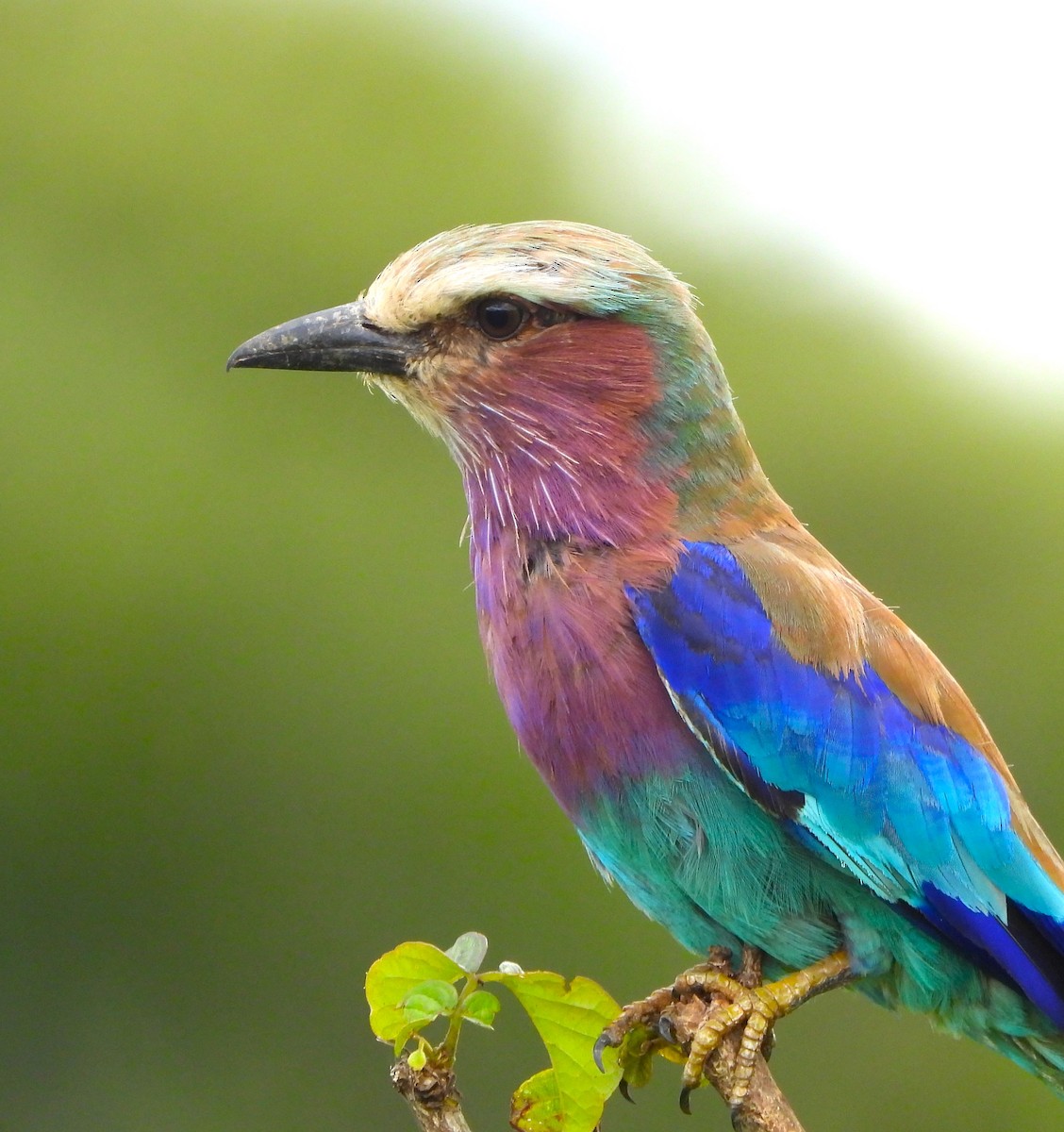Lilac-breasted Roller - ML619255213