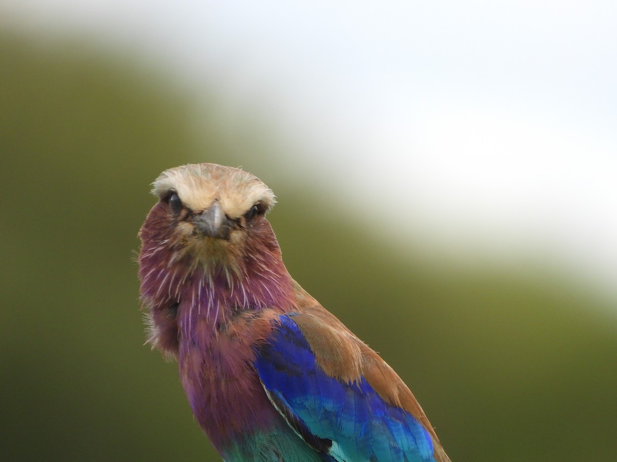 Lilac-breasted Roller - ML619255214