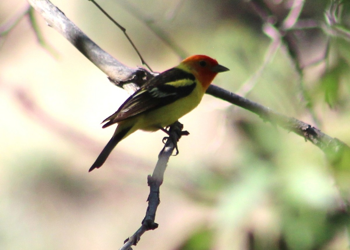 Western Tanager - ML619255274