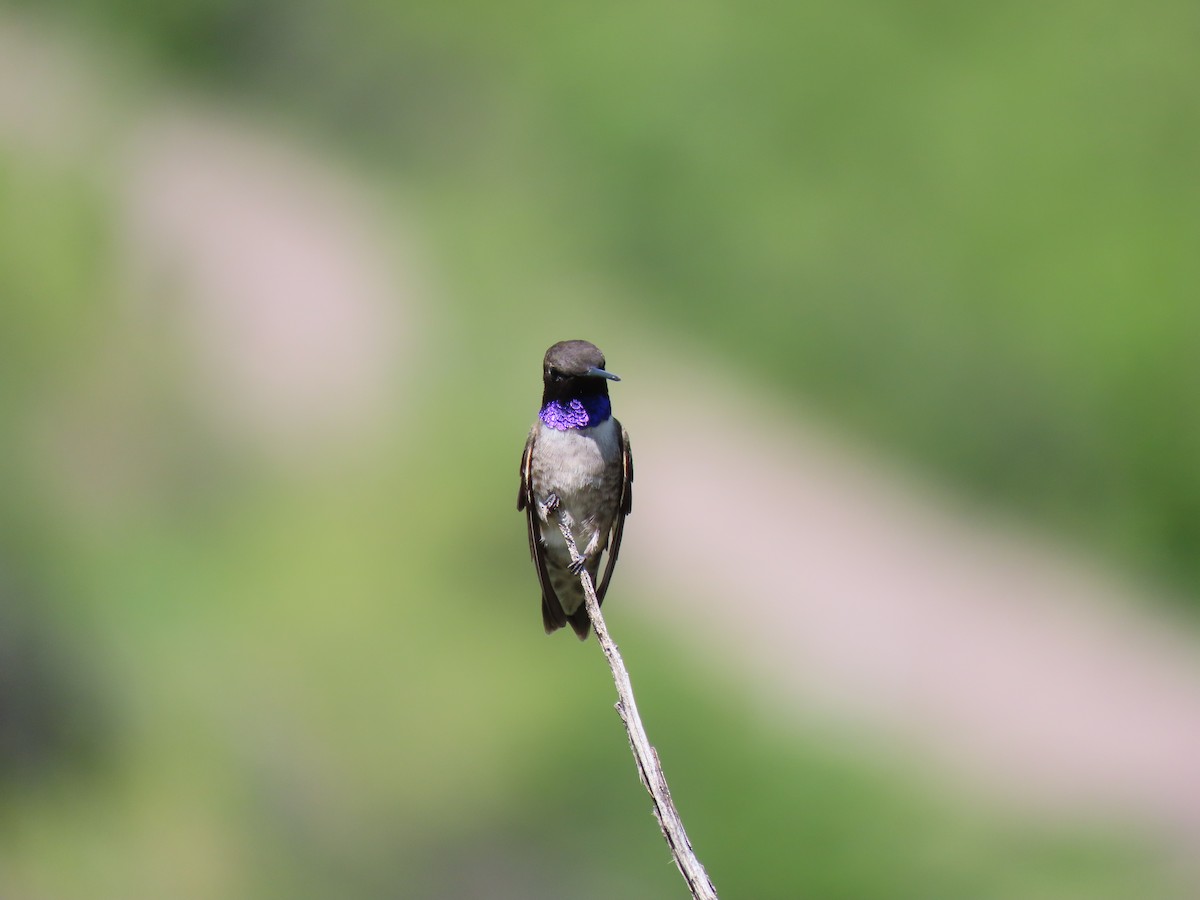 Black-chinned Hummingbird - ML619255281