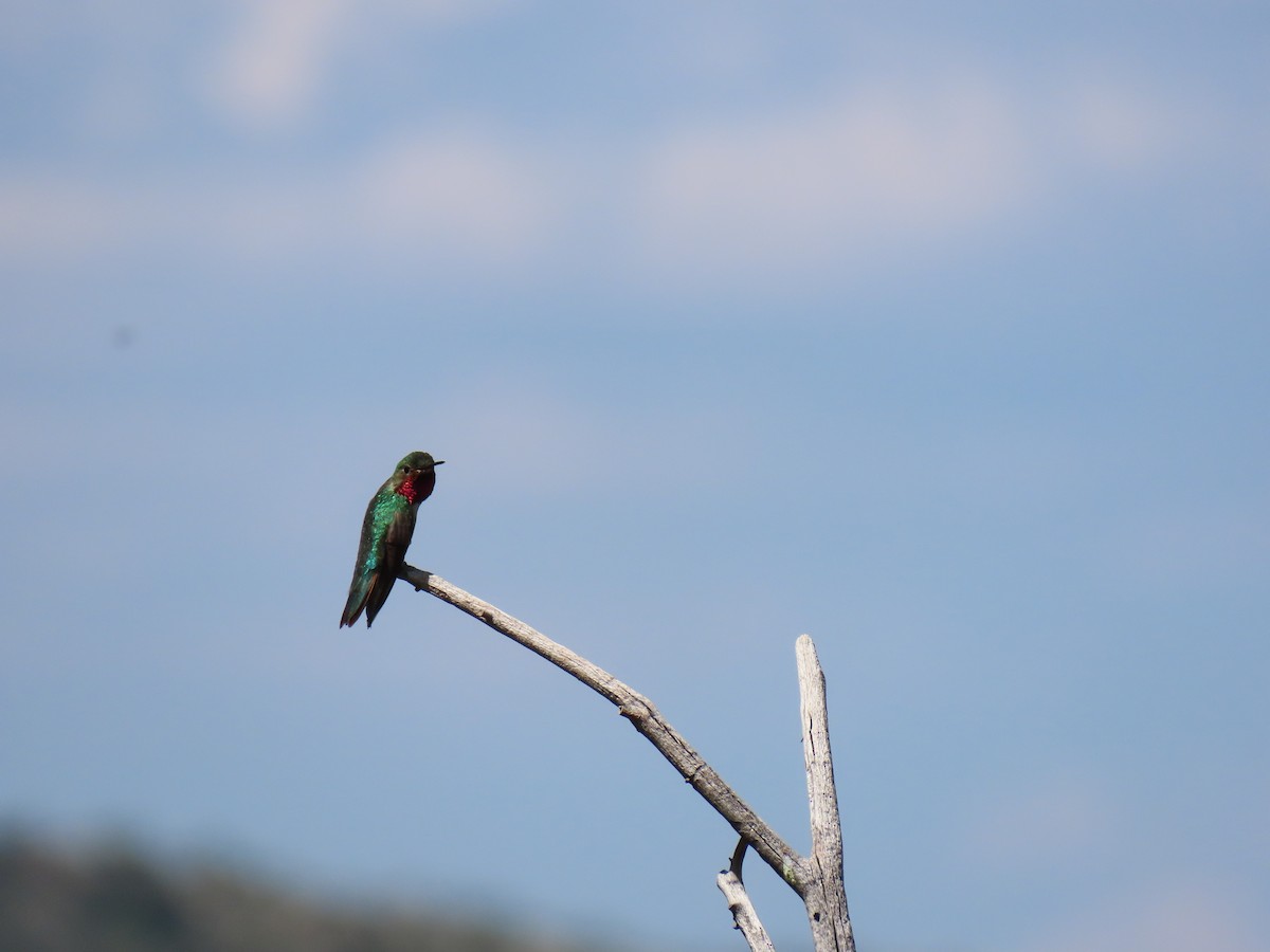 Broad-tailed Hummingbird - ML619255288