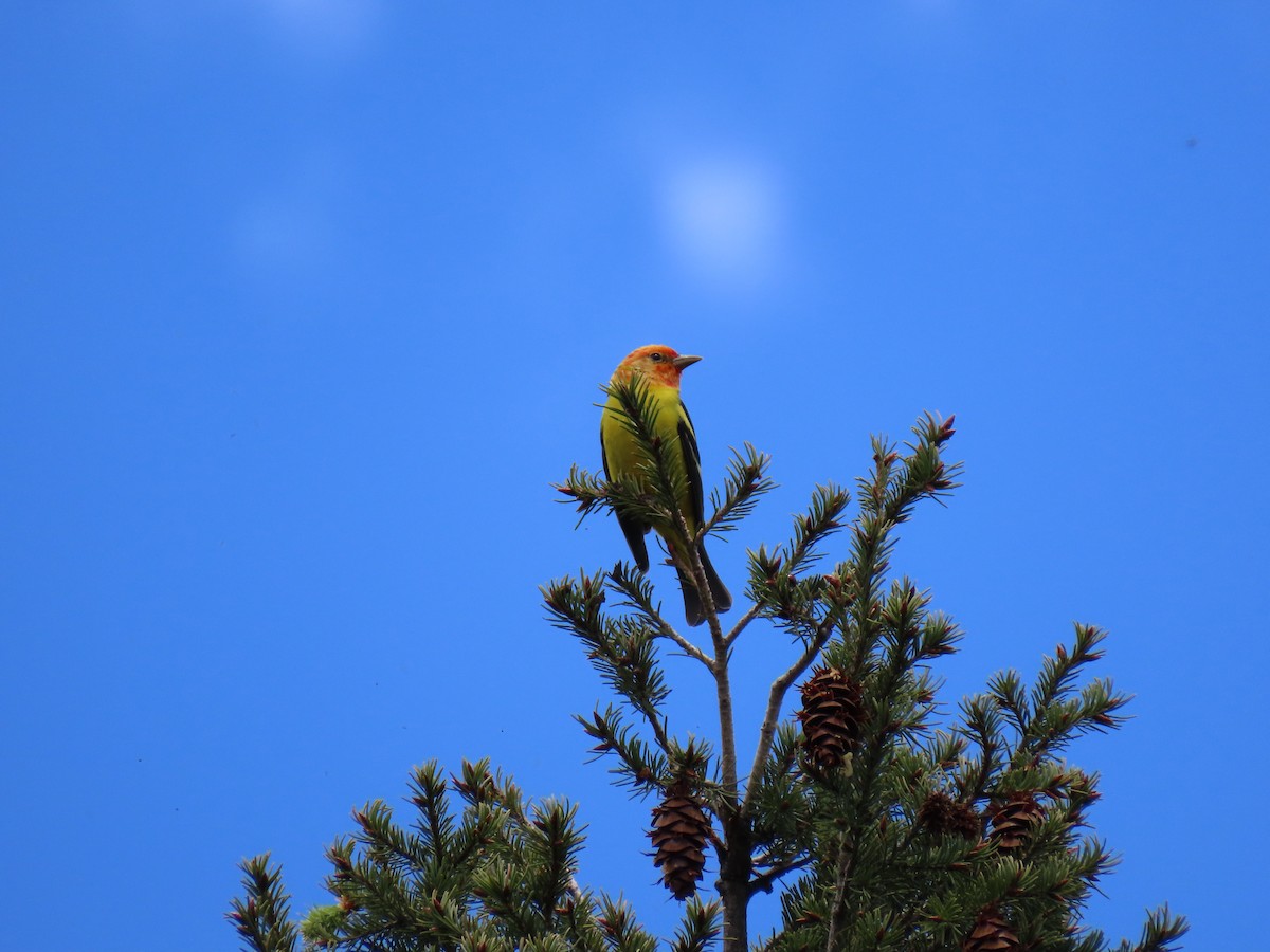 Western Tanager - ML619255320
