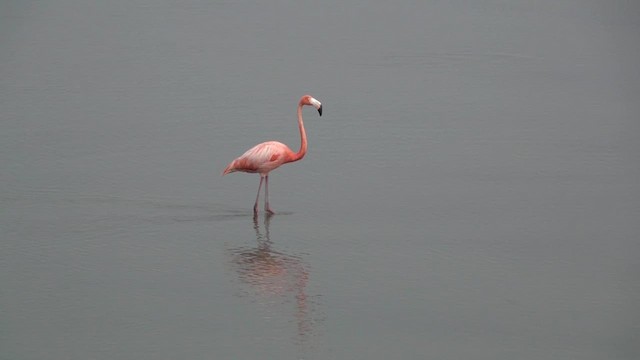 Amerika Flamingosu - ML619255322