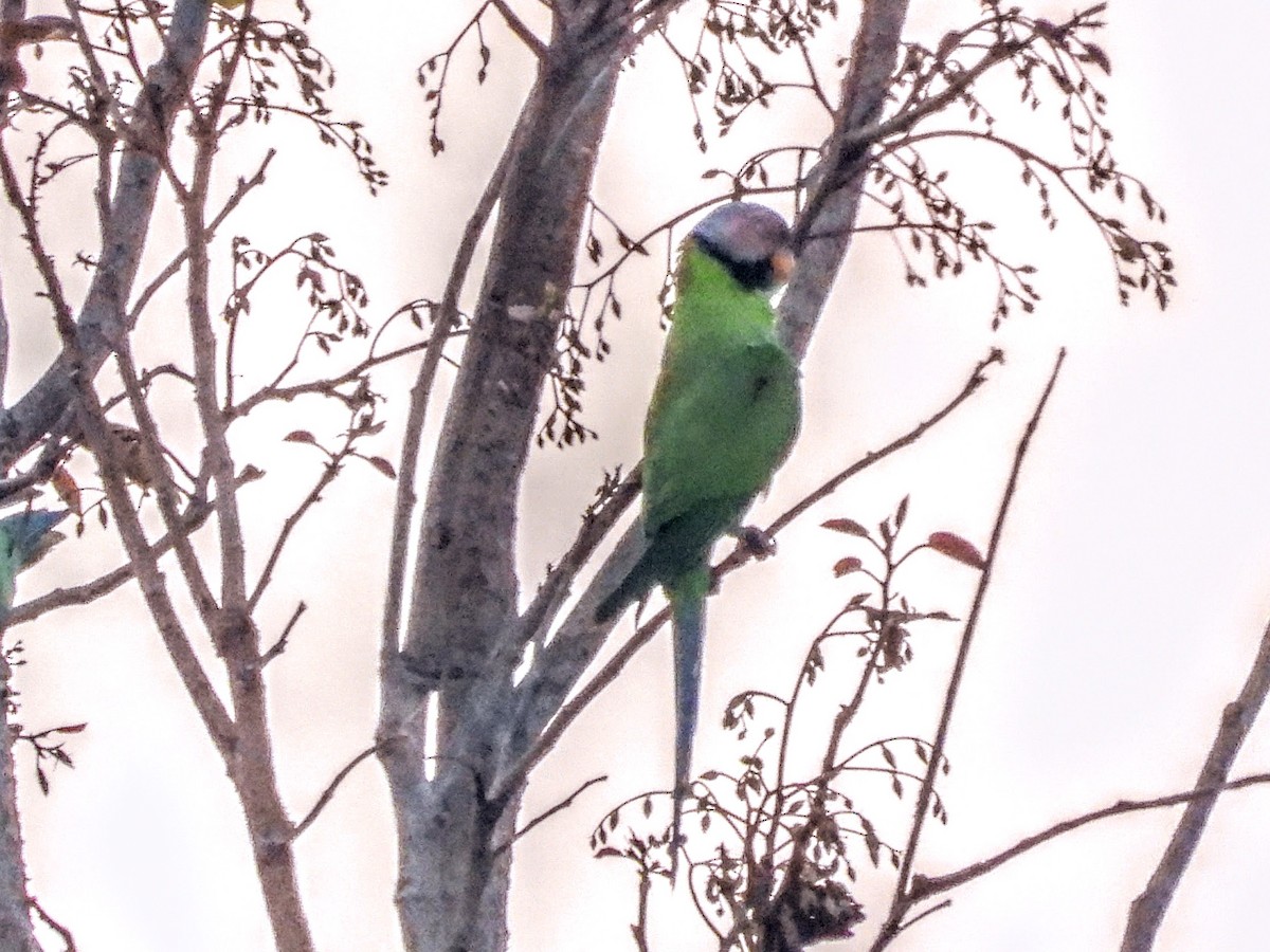Gül Başlı Yeşil Papağan - ML619255409
