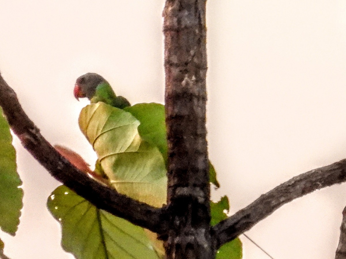 Сероголовый кольчатый попугай - ML619255410