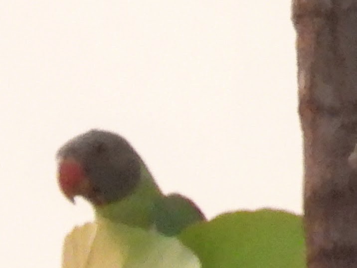 Finsch Yeşil Papağanı - ML619255411