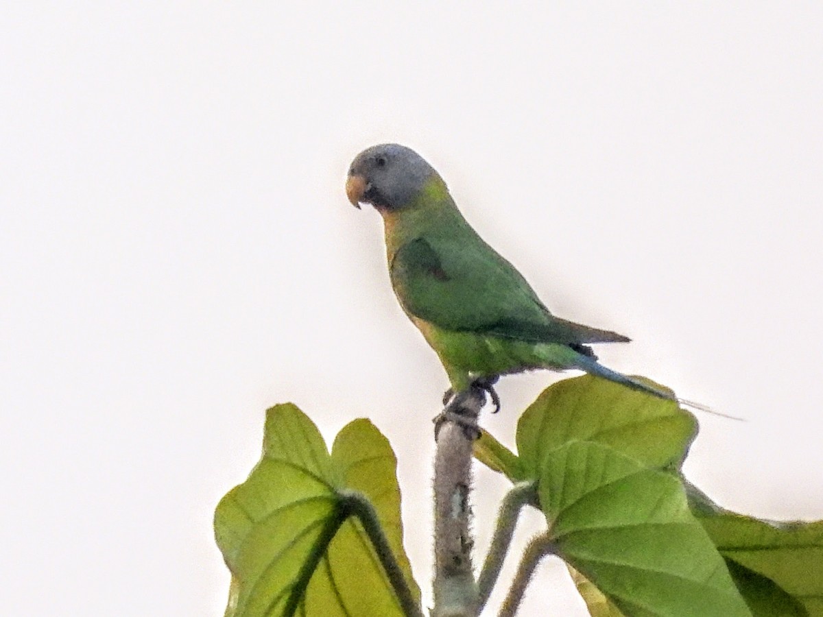 Gül Başlı Yeşil Papağan - ML619255412