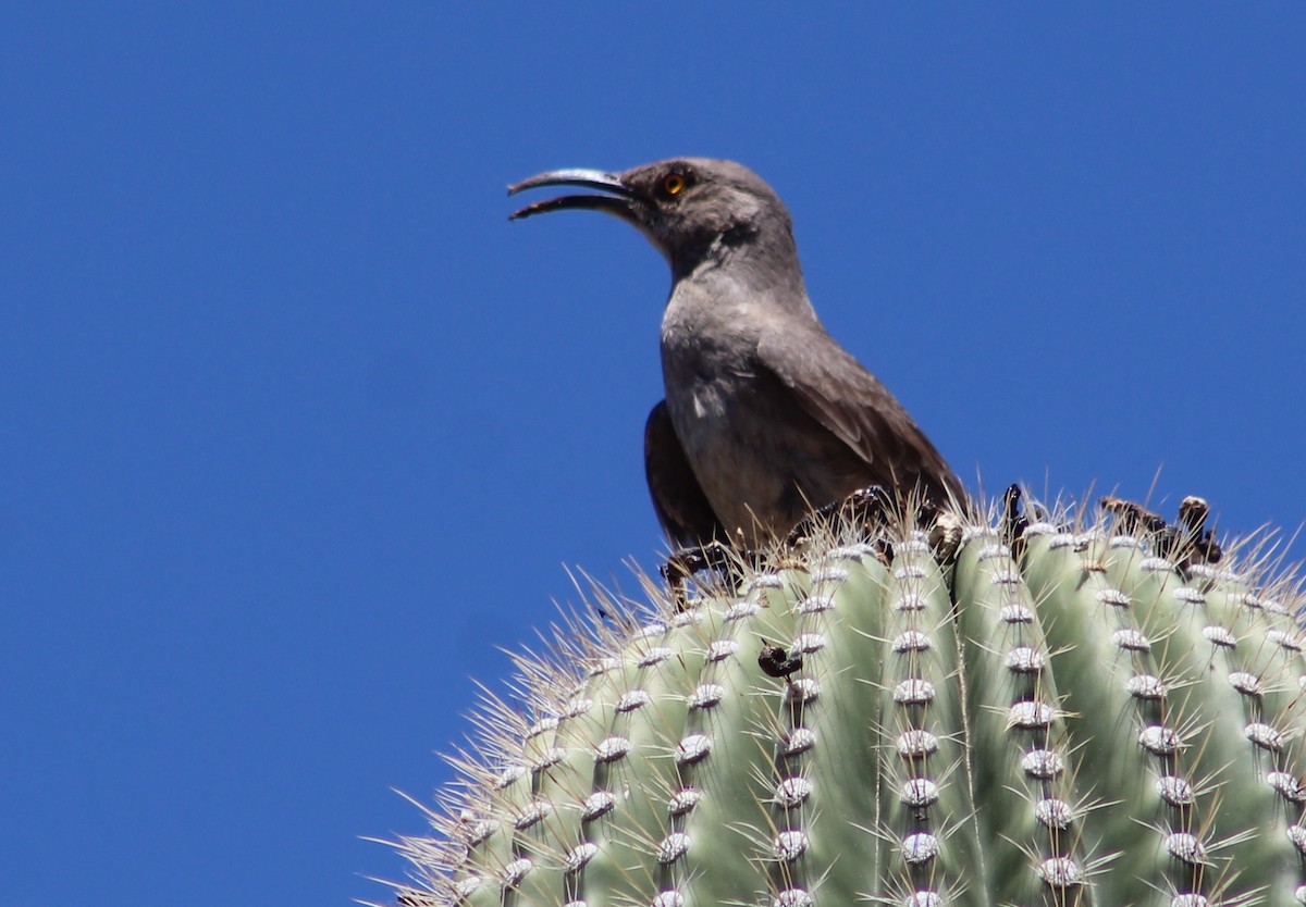 kaktusspottefugl (palmeri gr.) - ML619255429