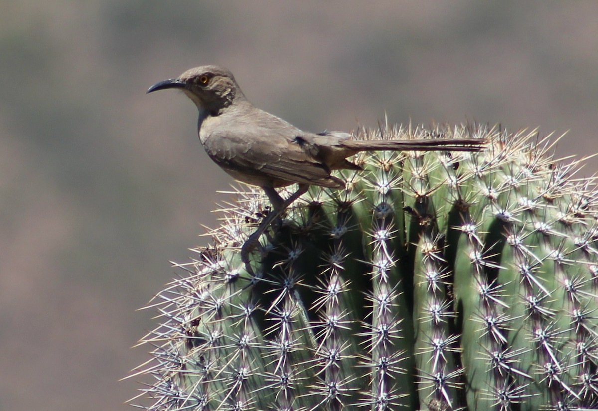 kaktusspottefugl (palmeri gr.) - ML619255445