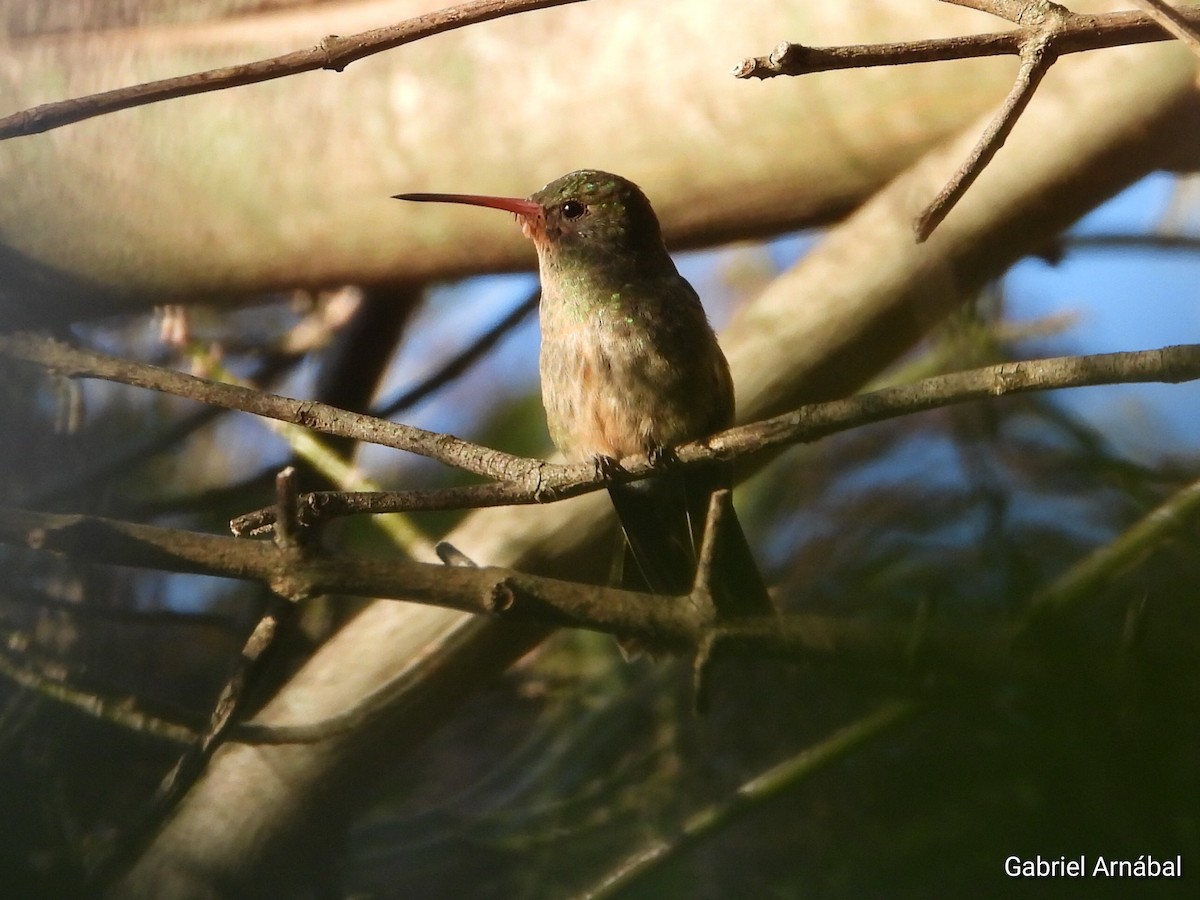 Gilded Hummingbird - ML619255466