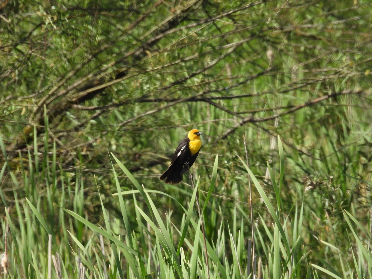 Yellow-headed Blackbird - ML619255479