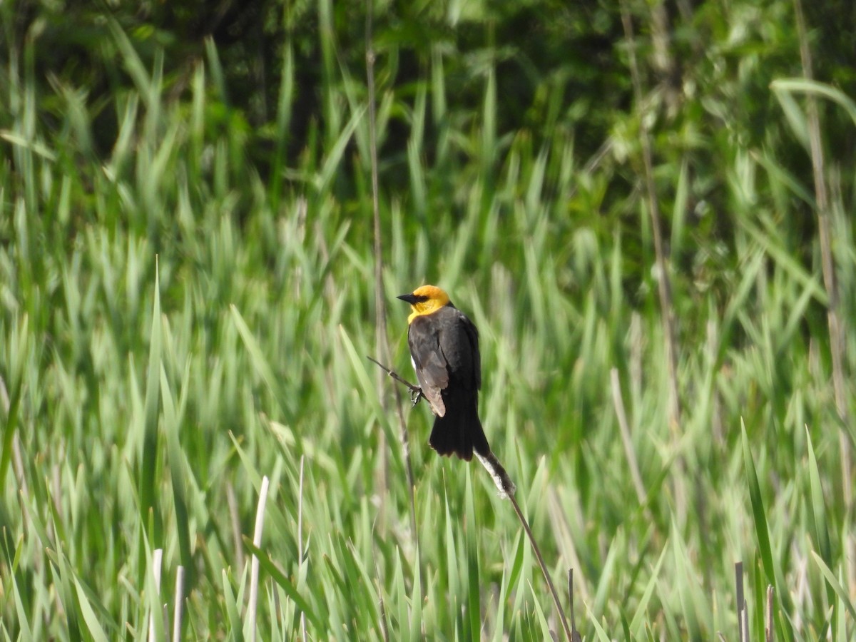 Yellow-headed Blackbird - ML619255482