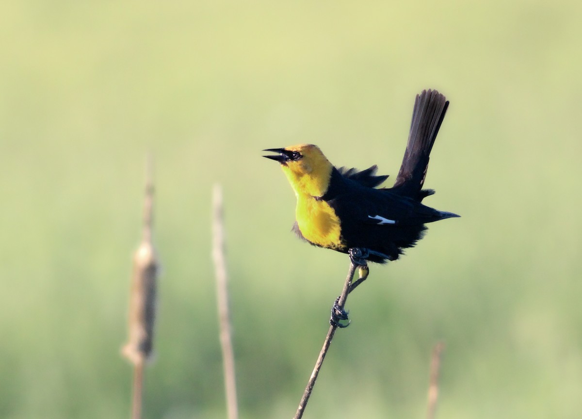Yellow-headed Blackbird - ML619255506
