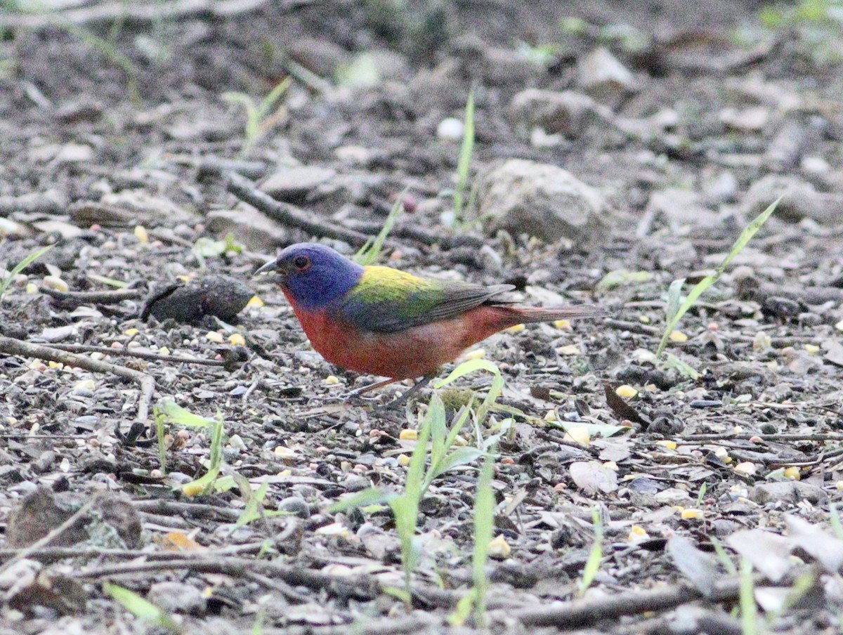 Painted Bunting - ML619255551