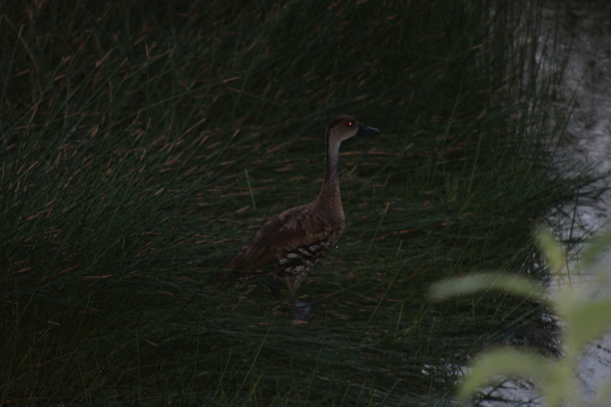 West Indian Whistling-Duck - ML619255616
