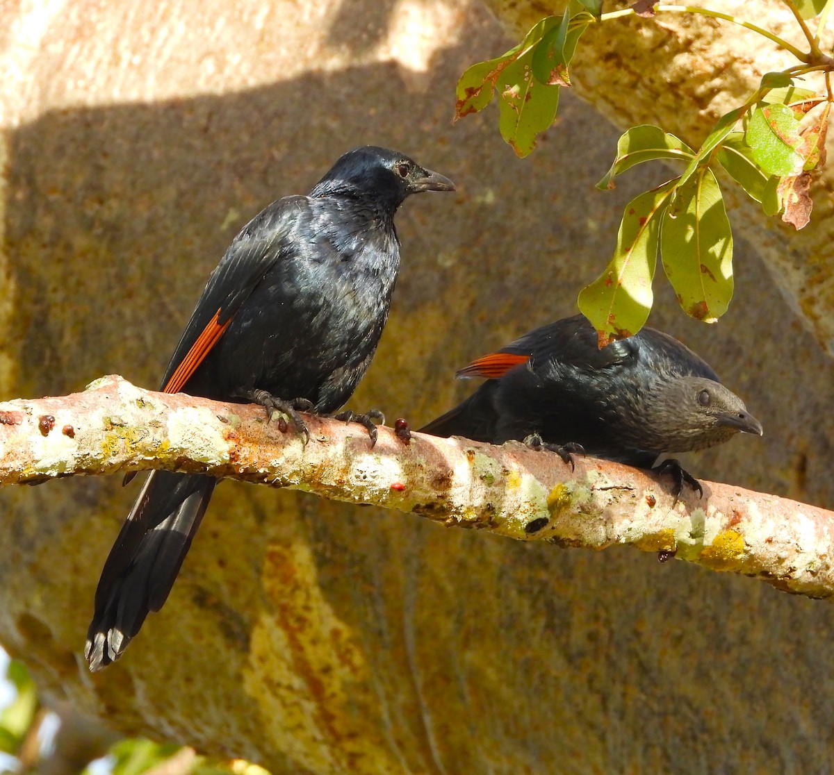 Red-winged Starling - ML619255694