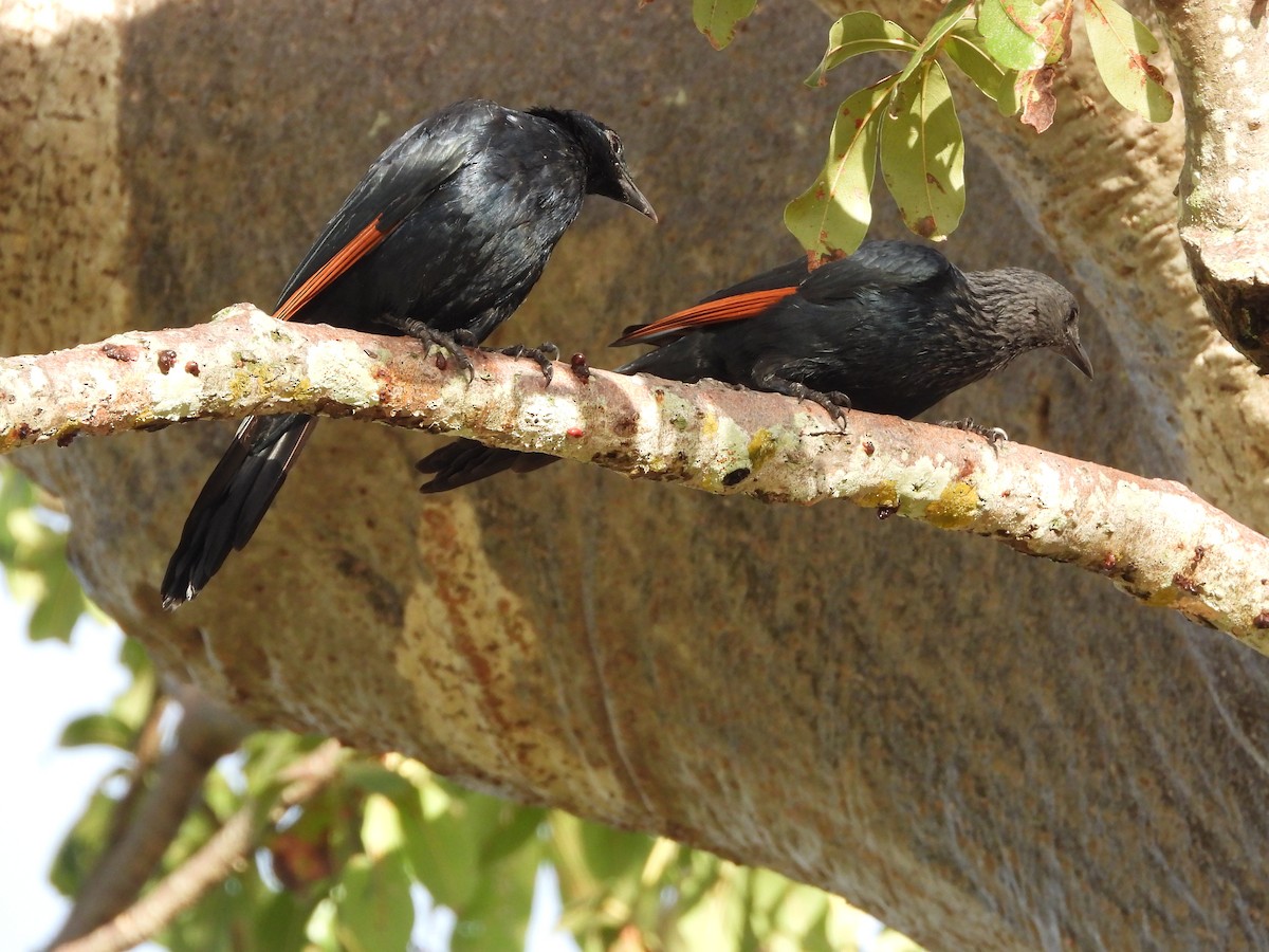 Red-winged Starling - ML619255696