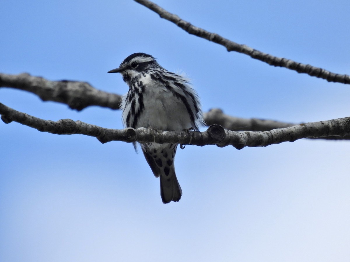 Black-and-white Warbler - ML619255729