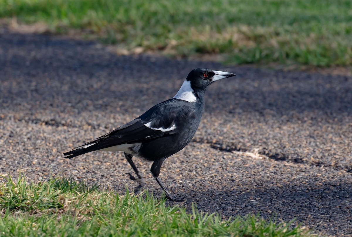 Australian Magpie (Black-backed) - ML619255739