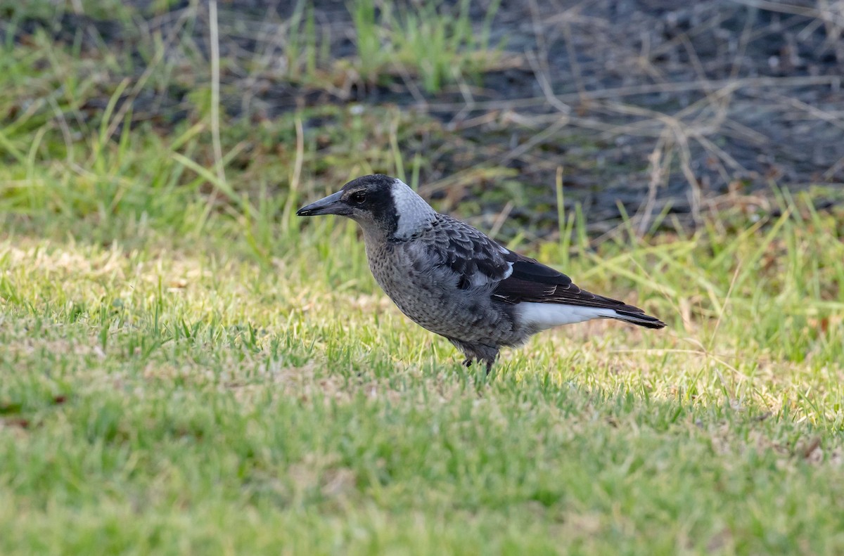 Australian Magpie (Black-backed) - ML619255740