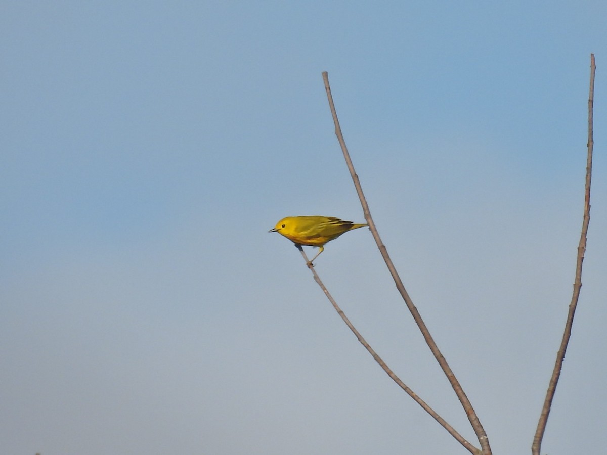 Yellow Warbler - ML619255785