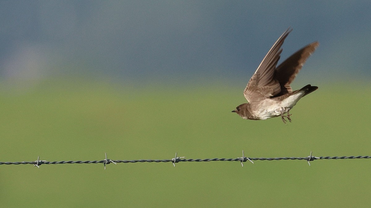 Northern Rough-winged Swallow - ML619255805