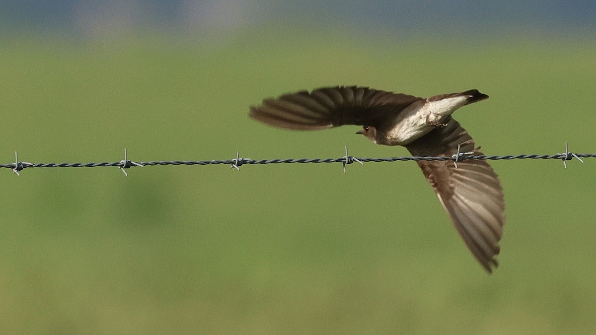 Northern Rough-winged Swallow - ML619255807