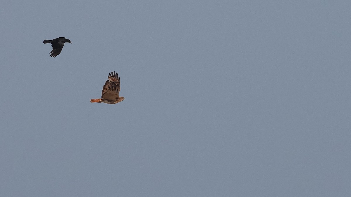 Red-tailed Hawk - ML619255831