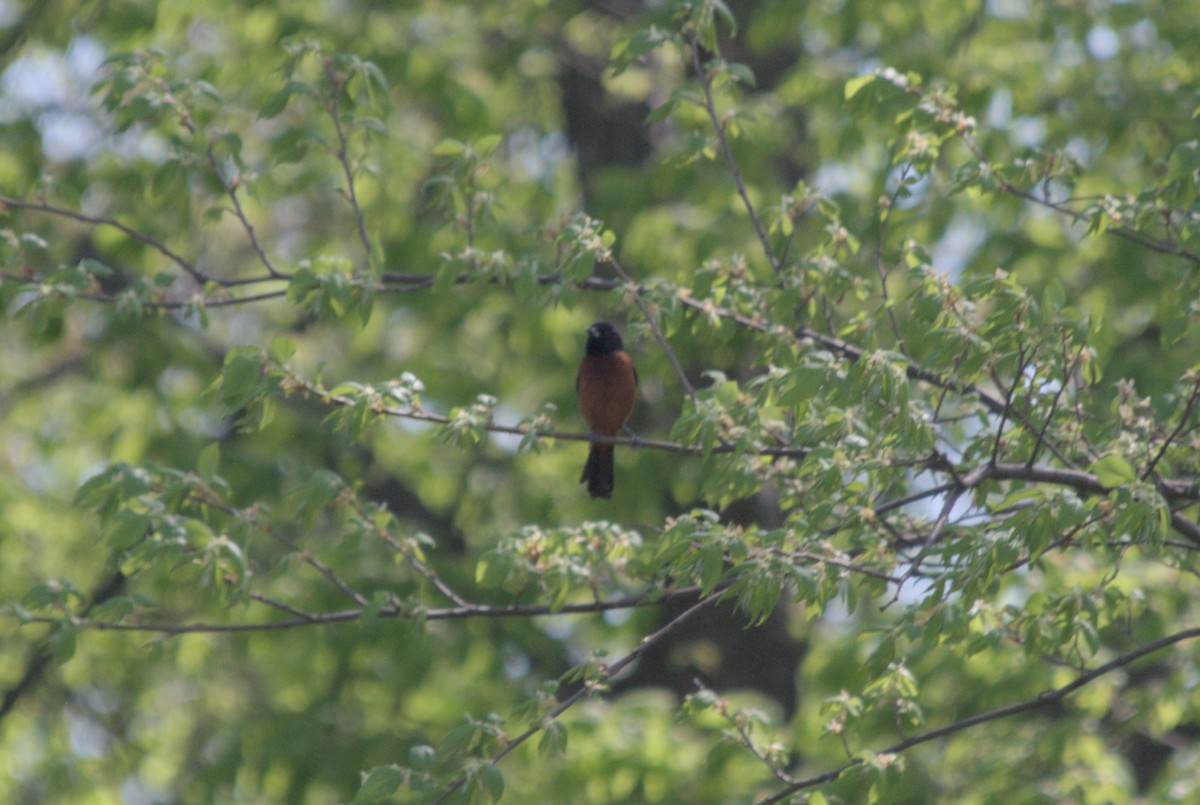 Orchard Oriole - ML619255884