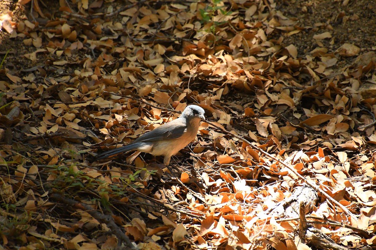 Mexican Jay - ML619255907