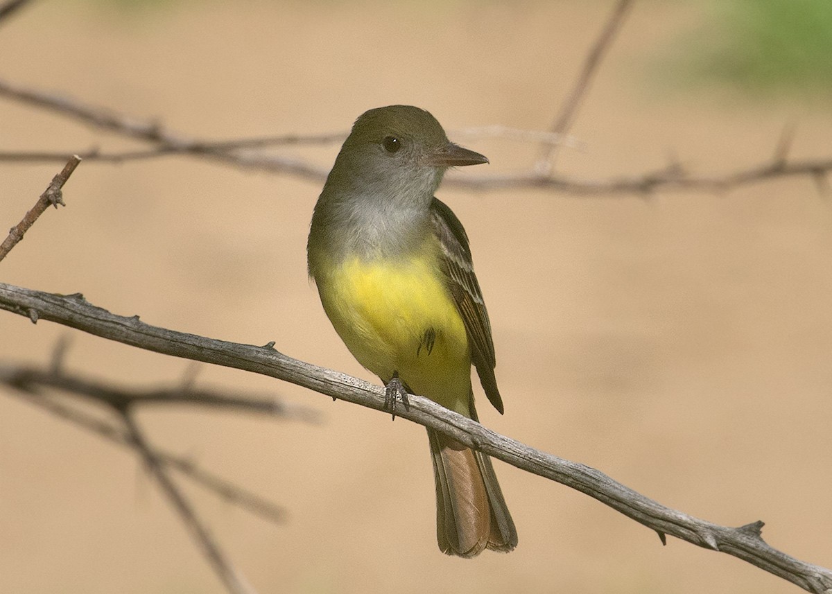 Great Crested Flycatcher - ML619255985