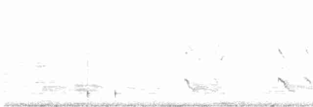 אנפית מנגרובים - ML619256032